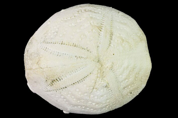 Fossil Sea Urchin (Eupatagus) - Florida #136073